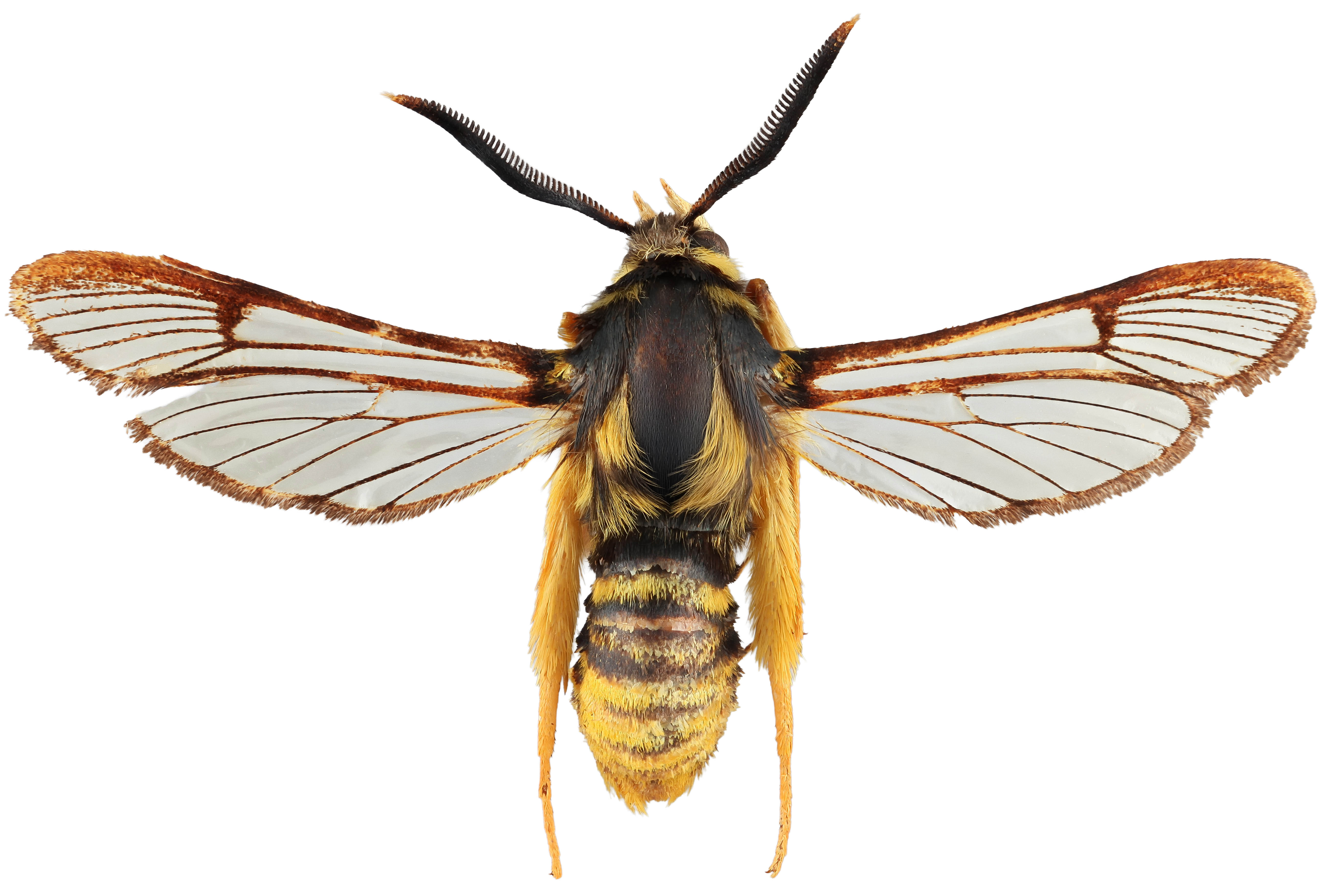 Sesia spartani